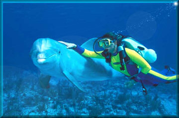 MiniB Dolphin