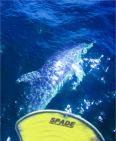 Spade and dolphin
