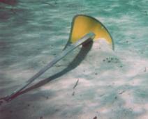 Spade in Sand